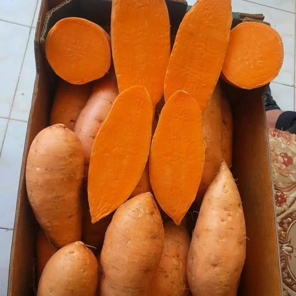 Sweet Potatoes from Egypt